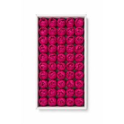 Fuşya Kokulu Kafa Lale 4,5 cm - 50'li Paket