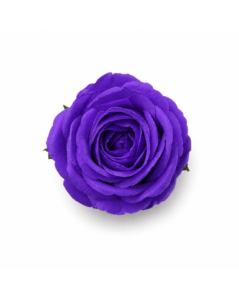 Koyu Mor Kokulu Kafa Gül 4,5 cm - 50 Adet