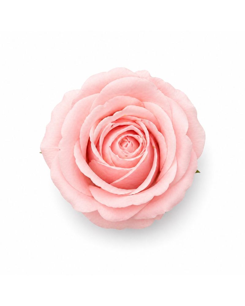 Pembe Kokulu İthal Kafa Gül 4,5 cm - 50 Adet