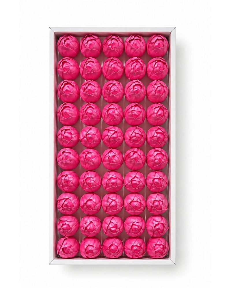 Pembe Kokulu İthal Kafa Lale 4,5 cm - 50 Adet
