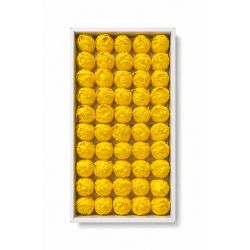 Limon Sarısı Kokulu Kafa Lale 4,5 cm - 50'li Paket